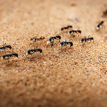 Ant Control Service