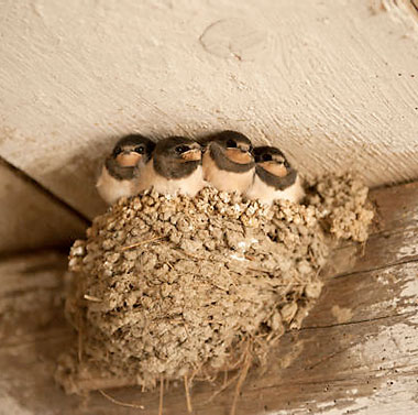 Bird control services - nests
