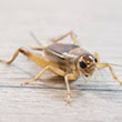 pests - crickets