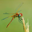 pests - dragonflies
