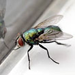 pests - houseflies