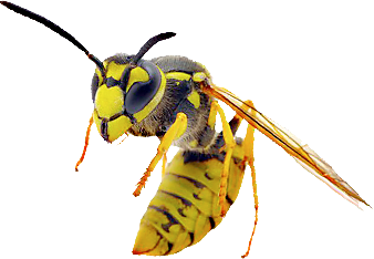 Other Pests - wasps
