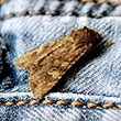 pests - moths