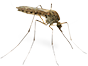 pests - mosquitos