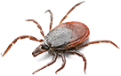 pests - ticks
