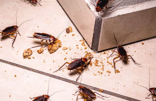 Roach Extermination