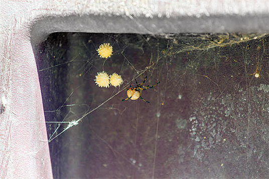 Spiders pest control web