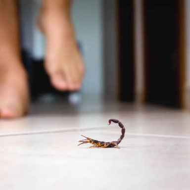 Stinging pest control - scorpions