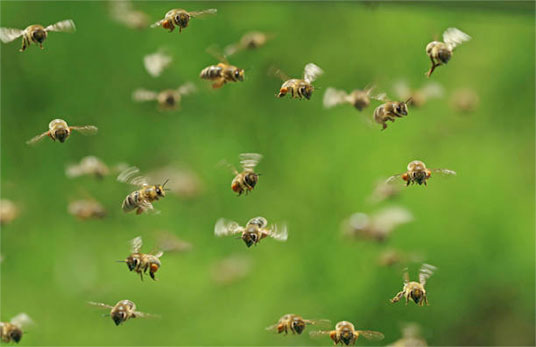 Stinging pest control - bee swarms