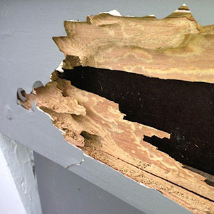 termite damage - localized treatment