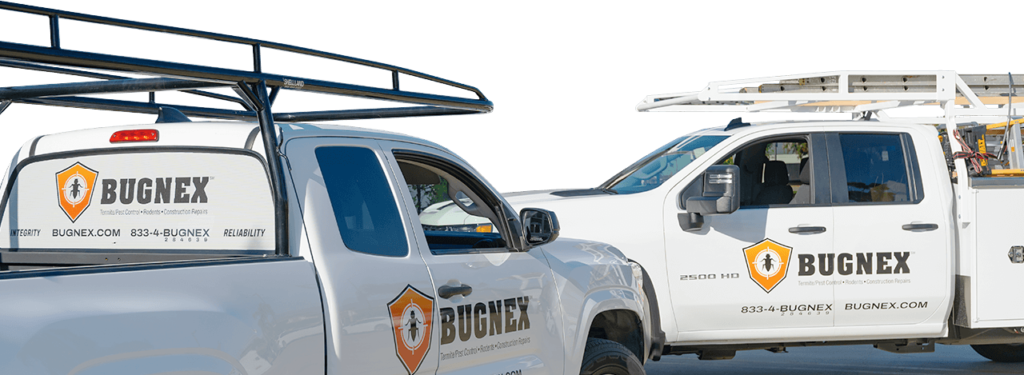Bugnex pest control services