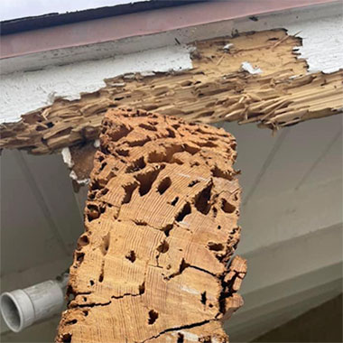 Termite Control Service - damage